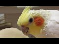 おてんば？ コナミ　オカメインコ