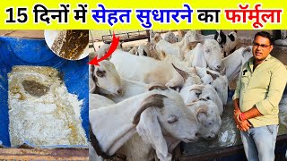 15 दिनों में सेहत सुधारने का फॉर्मूला GOAT'S WEIGHT GAINING FORMULA