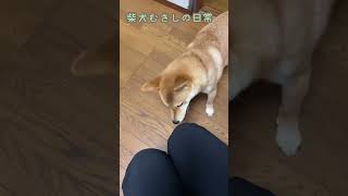 遊んでほしい柴犬むさしの誘い方#shorts#柴犬#あるある