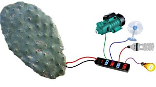 I Turn Cactus into a Free electricity 12v, Future energy