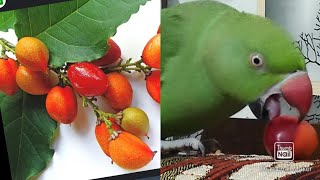 parrot talking ഈവനിംഗ് വ്ലോഗ് പീനട്ട് ബട്ടർ ഫ്രൂട്ട് പഴം ഉപയോഗം എങ്ങനെ നോക്കു