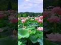 Beautiful lotus flowers lake.😍|#lotus #lotusflower #flowergarden #viral #beautiful #satisfying