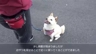 一護くんの散歩練習　犬の幼稚園　FREEWAN　20/4/8