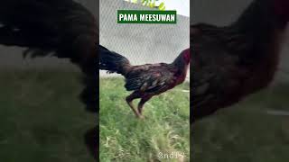 PAMA MEESUWAN | Ayam Pama VIRAL 🎉🐓