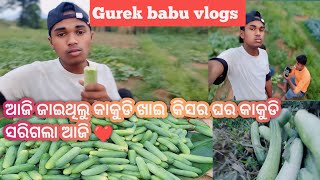 ଆଜି ଯାଇଥିଲୁ କାକୁଡି ଖାଇ କିସର ଘର କାକୁଡି ଖତମ #gurekbabuvlogs #drending #କକୁଡି