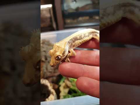 Can I feed my crested gecko fresh fruit?