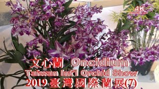 (4K) 2019臺灣國際蘭展(7) D組-E小組-文心蘭屬 Group D-Category E-Oncidium.Taiwan Int'l Orchid Show.4K Ultra HD