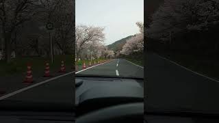 錦帯橋横の桜並木道走ってみたら最高だった。　#桜　#錦帯橋　#岩国　#花見