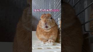 【うさぎカフェ】驚いた！！ #Shorts #うさぎカフェ #うさぎ #bunny