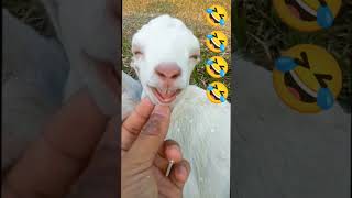 Cute Funny Baby Goat 😂🤣 #shorts