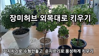 수형관리를 위해서 잘 키운 굵은 가지를 싹뚝 잘랐어요|장미허브가지치기|순지르기|외목대수형관리하기