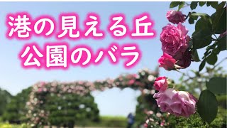 港の見える丘公園のバラ満開　2021年5月9日撮影