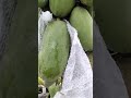 may help to ripen matured papaya before they freeze