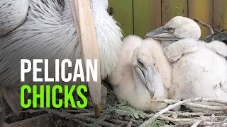 Pelican Chicks Hatch and Thrive at Folly Farm in Wales