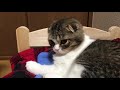 あくびした瞬間に指ズボされた子猫🐈【スコティッシュフォールド】【scottish fold】