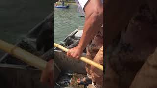 Best Cast Net Fishing Skills   Best Net fishing Video 🐟  Catching Fish 🐟 Fishing by trap 🐟 EP 191