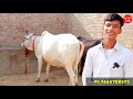 27000₹ 💥 में 1 लाख वाली गाय 👍 सभी गाय की क़ीमत आधी से कम ✅ sahiwal rathi tharparkar 👌 a2 milk cow