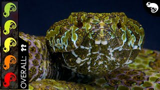 Mangshan Pit Viper, The Best Pet Snake?