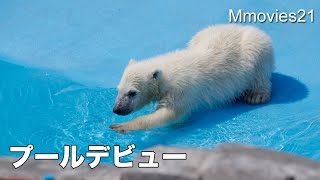 【ホッキョクグマの赤ちゃん】プールデビュー！勇気を出して　Polar Bear cub pool debut !