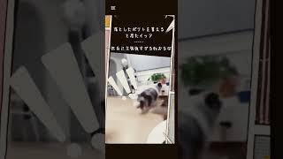 ご飯が欲しい犬達#shorts #チャンネル登録よろしくお願いします