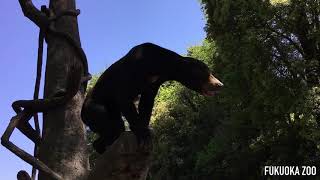 マレーグマのスポットガイド『マレーグマにタケノコのプレゼント』@福岡市動物園/2016-04-17-001