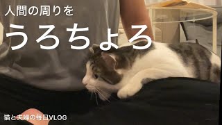 猫と夫婦の毎日VLOG#396 人の周りをうろちょろして遊ぶ