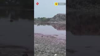 Lake In Chennai Turns Pink After Dump Yard Fire, Residents Concerned| Shorts