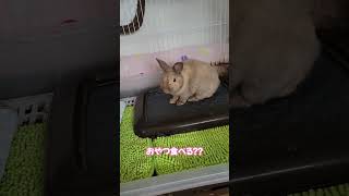 【うさぎのモコ】飼い主が語るモコの日常！　#ウサギ  #rabbit  #癒し #shorts