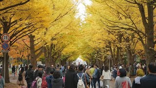 【北海道大学】札幌の紅葉 北大金葉祭 2018【イチョウ並木】