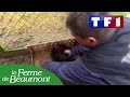 La Ferme de Beaumont dans l'émission Reportages sur TF1