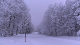 First snowfall of the season on the Vosges mountains