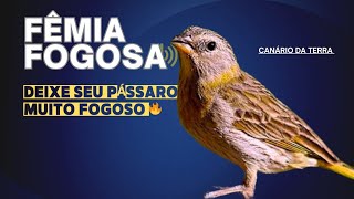 FÊMIA DE CANÁRIO DA TERRA ( chamando muito para esquentar seu canário 🔥🐦)