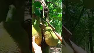 Picking Jackfruit in the forest