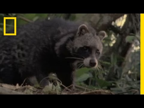 Cat, Raccoon, or Neither? | National Geographic Cat, Raccoon, or Neither? | National Geographic