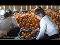 full video 120 days harvest 700kg of oranges and use truck to transport countryside market sell.