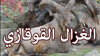 الحيوانات - الغزال القوقازي