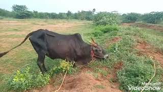 பெரிய காரி காளை மண் குத்தும் அழகு | எலியார்பத்தி காரி | Old Jallikattu Bull | Jallikattu Training