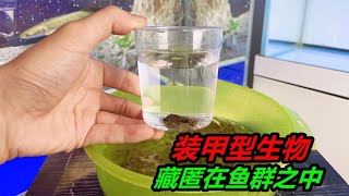 鱼苗中藏有不明生物，外形酷似装甲车，铠甲特别坚硬 #獵奇 #好奇