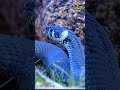 Snake🐍🐍🐍 | short Snake video clip | Nature_374 | #shorts