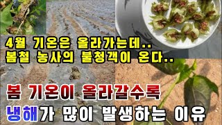 봄철 농사의 불청객 '냉해' 기온이 올라갈수록  발생이 많은 이유