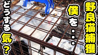 野良猫の捕獲のリアルとは？ ちくわと命名