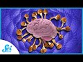 Your Brain on Psilocybin