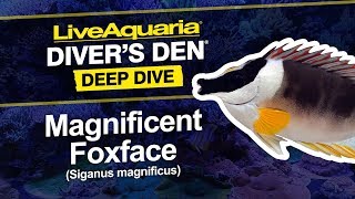 LiveAquaria® Diver’s Den® ディープ ダイブ: マグニフィセント フォックスフェイス (Siganus magnificus)