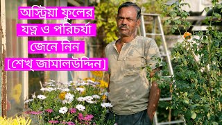 অস্ট্রিয়া ফুলের যত্ন ও পরিচর্যা|শেখ্ জামালউদ্দিন|Growing Tips for Austria flower plant|