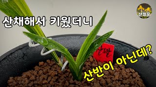 산채할때는 분명히 산반이었는데..키워보니 다른게 올라옵니다😂