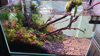 Oase Scaperline Aquascape Maintenance! | ExoticAquatica.nl