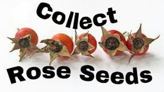 How to Collect and Save Rose Seeds from Rose Hips