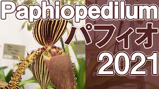 【OrchidShow】世界らん展 2021 東京ドーム　パフォオペディラム特集【Paphiopedilum】International Orchid Show 2021 in Japan.