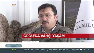 Ordu'da vahşi yaşam