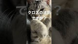 猫がこたつから出てきたらこんなに可愛くなるんだなと。#猫 #ねこかわいい ＃クロスの法則